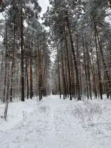 Смольный-Корт - 15