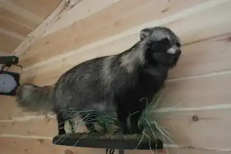 У Борисыча - 31