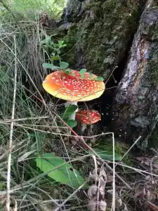 Полушкино - 18