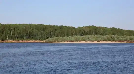 Подсолнухи - 27