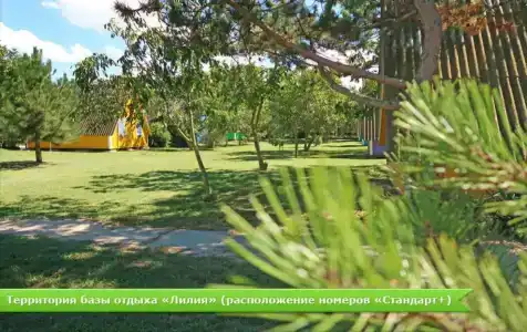 Лилия - 41