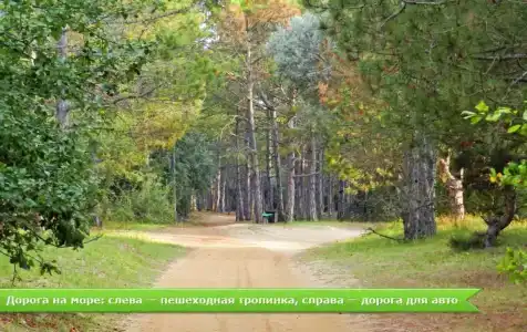 Лилия - 14
