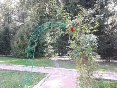 Дубрава - 49