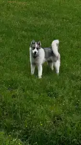 Хутор Ярви - 68