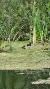 Юрта-парк на острове - 91