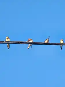 Сабурово - 15