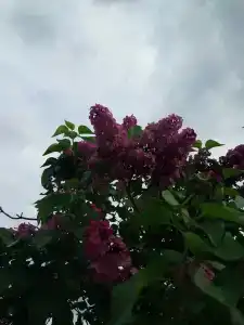 Лазурный - 13