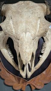 Каменюки - 74