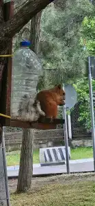 Галиот - 1