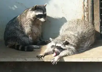 Южный Парк - 7