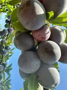 Анна Крым - 98