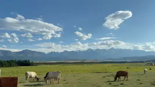Altay Life Этно - 27