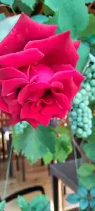 Малина - 14
