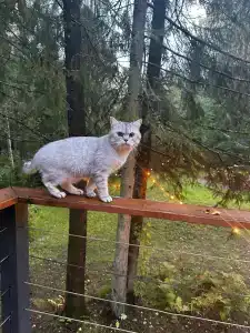 Fox in forest - 4