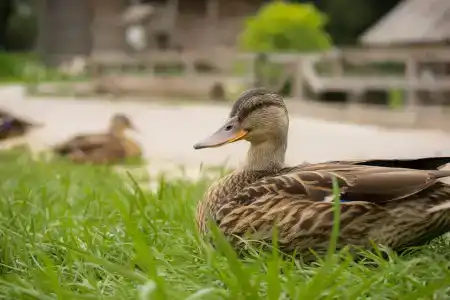 Мятный сад - 2