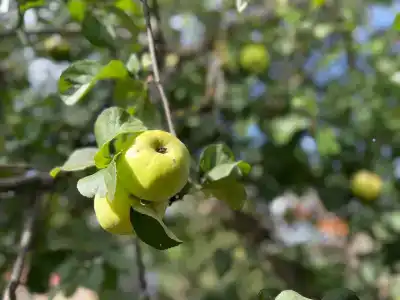 СуздальСад - 27