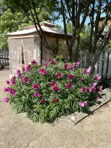 Аметист - 5