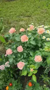 Варзи-Ятчи - 24