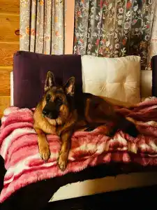 Сокольский Бор - 6