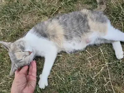 Широкая балка - 28