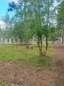 Лесная cказка - 1