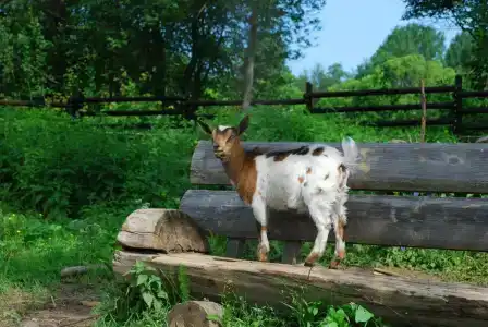 Rayok Barn - 37