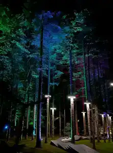Magic Forest - 5