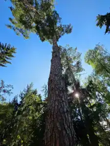 Лада Holiday - 38