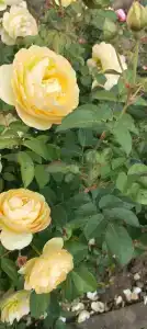 Красный Бор - 68