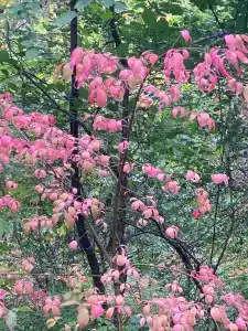 Лада Holiday - 25