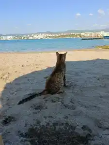 Gold Island - 20