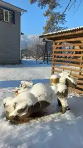 Алтын Торбок - 12