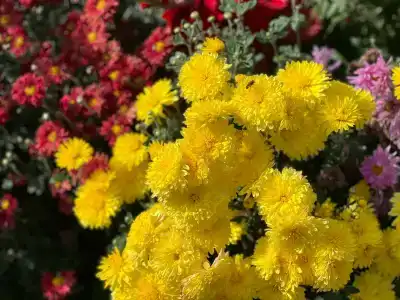 СуздальСад - 45