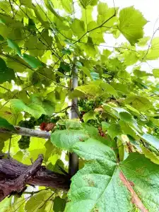 Дом Солнца - 71