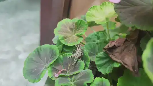 Энергетик - 47