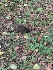 Wish Home Лесной Берег в Мясоедово - 30