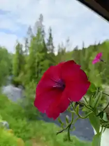 Хекселя - 100