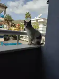 Cleopatra King Apart - 10