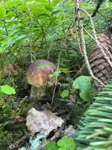 Рузя Карелия - 17