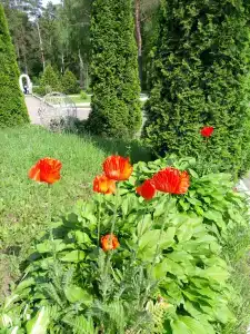 Красный Бор - 28