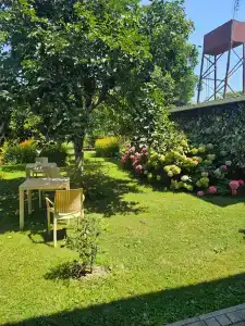 Мимоза - 31