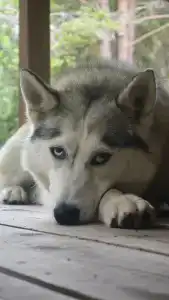 Кедр Грасс Белое Море - 96