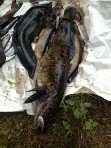 Салонсари - 38