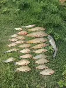 Рыбаградъ - 5