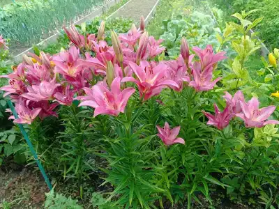 Эко-дом у реки - 28