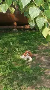 Глэмпинг  Прованс - 35