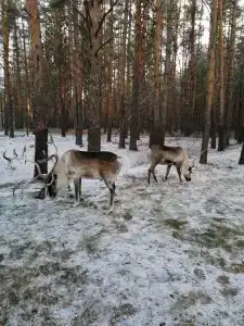 Домик в лесу - 11