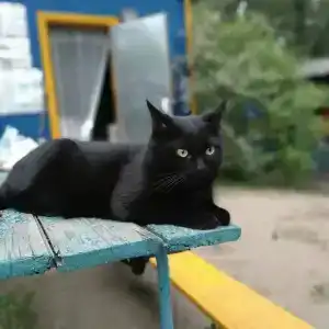 Бодрость - 27