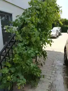 Островок - 34