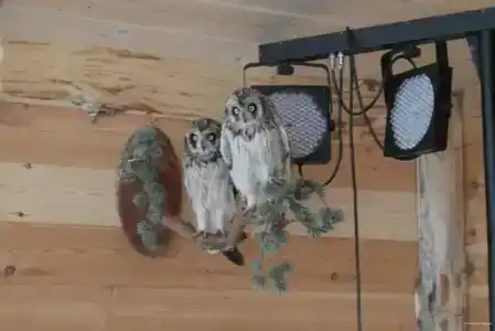 У Борисыча - 22